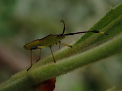 Amblypelta nitida