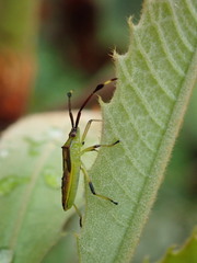 Amblypelta nitida