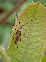 Amblypelta nitida