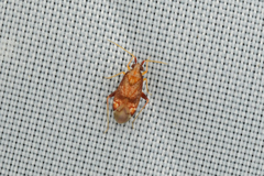 Pseudoloxops guttatus