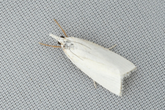 Pseudocatharylla simplex