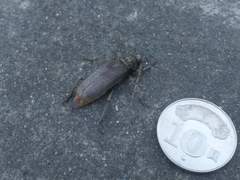 Stromatium longicorne