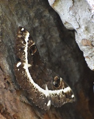 Erebus terminitincta