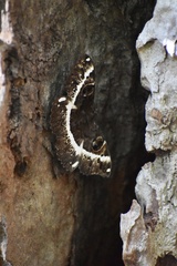 Erebus terminitincta