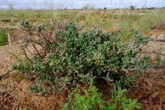 Ruschia kenhardtensis