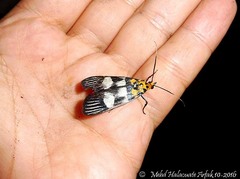 Vitessa hemiallactis