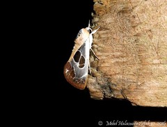 Westermannia gloriosa