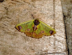 Agathiopsis basipuncta