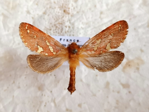 Phymatopus hecta