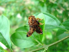 Cheromettia sumatrensis