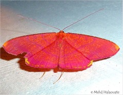 Eumelea rosalia