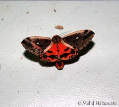 Spilaethalida turbida