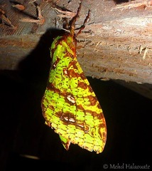Aenetus arfaki