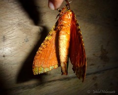 Aenetus arfaki