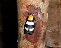 Heortia dominalis