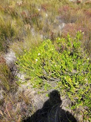 Stilbe albiflora