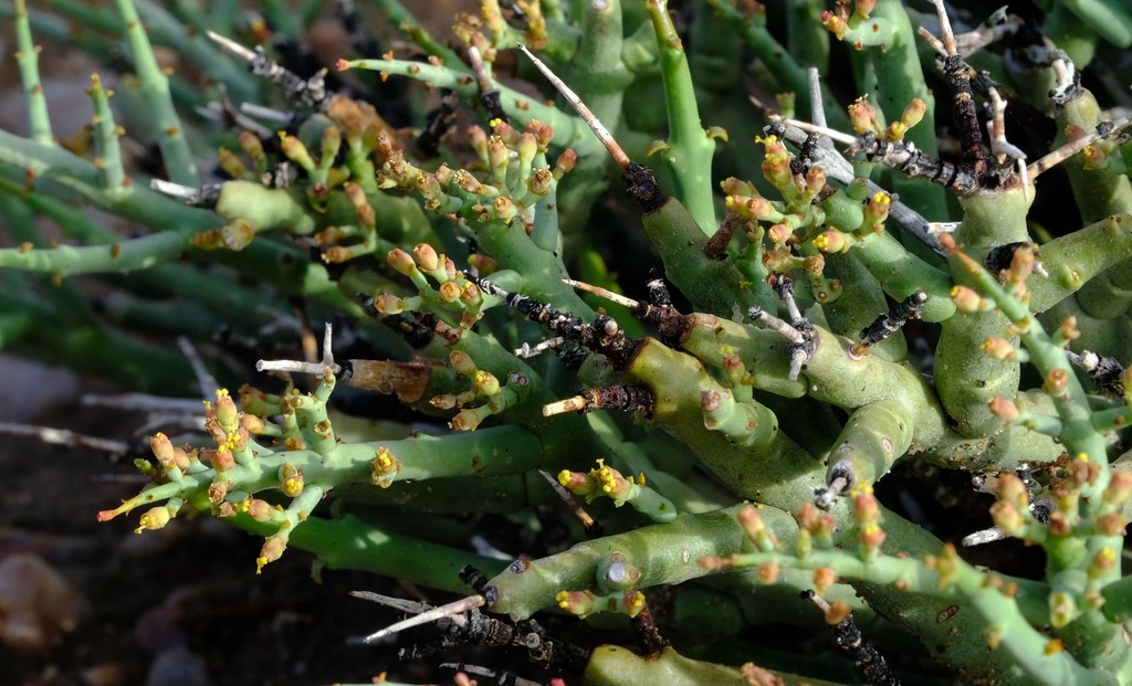 Euphorbia spinea