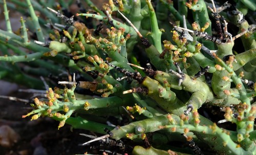Euphorbia spinea