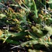 Euphorbia spinea - Photo (c) Nick Helme, algunos derechos reservados (CC BY-SA), subido por Nick Helme