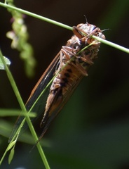 Palapsalta circumdata