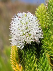 Stilbe albiflora