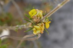 Phyllota