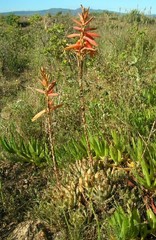 Aloe brevifolia