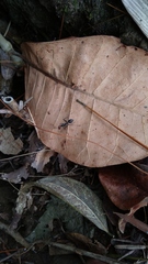 Camponotus singularis singularis