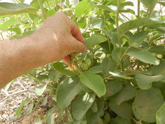 Annona senegalensis
