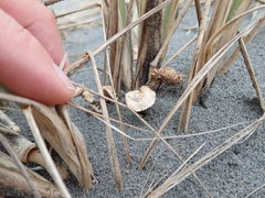 Paramarasmius mesosporus