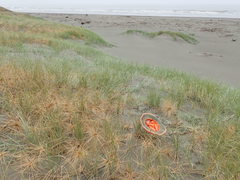 Paramarasmius mesosporus