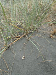 Paramarasmius mesosporus