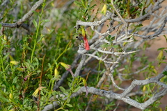 Hermannia stricta