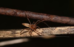 Cheiracanthium gracile