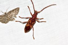 Phoracantha synonyma