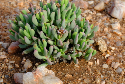 Hereroa pallens L.Bolus 2