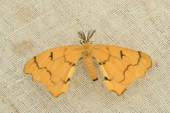 Rondotia menciana