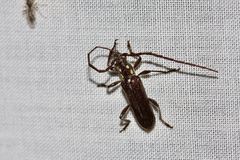 Strongylurus ceresioides