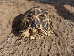 Psammobates oculifer