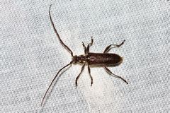 Strongylurus ceresioides