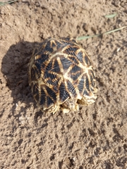 Psammobates oculifer