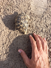 Psammobates oculifer