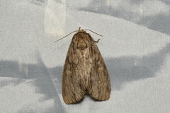 Shaka atrovittatus