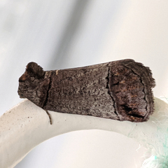 Drymoptila temenitis