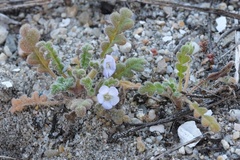 Phacelia stellaris