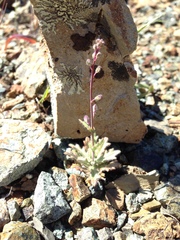 Streptanthus glandulosus pulchellus