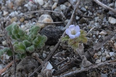 Phacelia stellaris