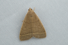 Simplicia rectalis