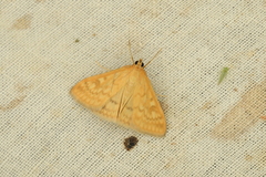 Sitochroa verticalis