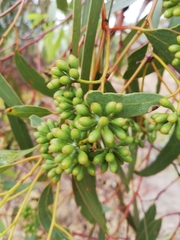 Eucalyptus loxophleba supralaevis